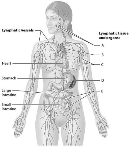 ch 20 quizlet|lymphatic system labeled quizlet.